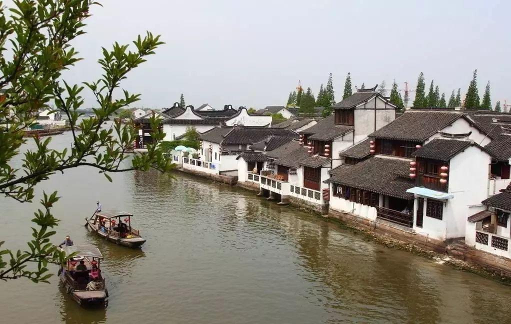 可爱小猫向上跳
